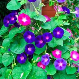 Ипомея смесь окрасок 1