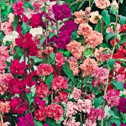 Кларкия изящная смесь окрасок 1