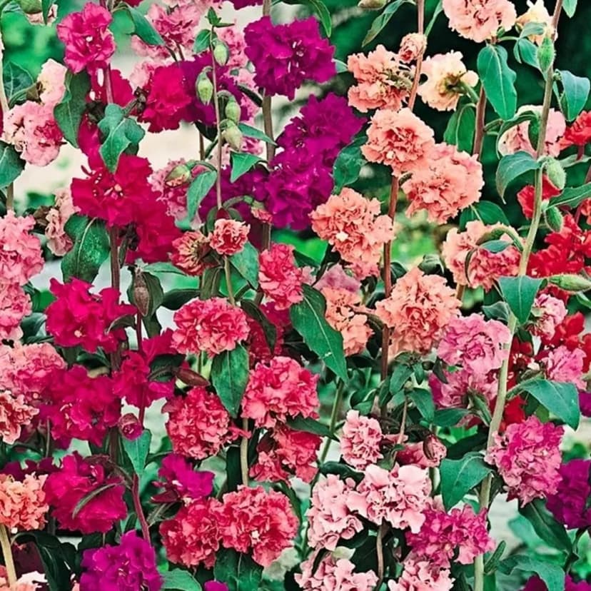 Кларкия изящная смесь окрасок 1