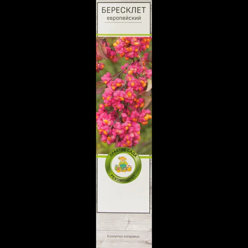 Бересклет Европейский h37 см 1