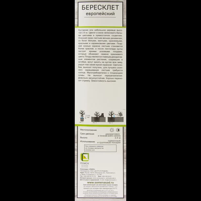 Бересклет Европейский h37 см 2