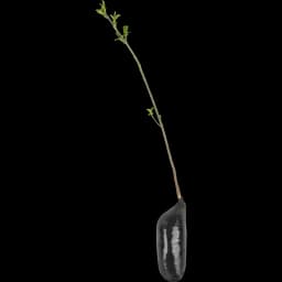 Бересклет Европейский h37 см 3