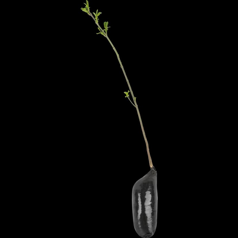 Бересклет Европейский h37 см 3