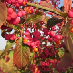 Бересклет Европейский h37 см 4