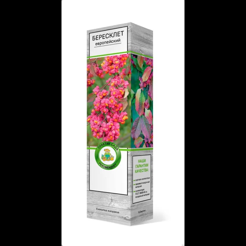 Бересклет Европейский h37 см 5