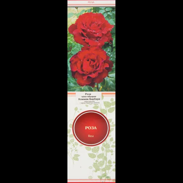 Роза чайно-гибридная Хоммаж Барбара