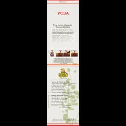 Роза чайно-гибридная Хоммаж Барбара 2