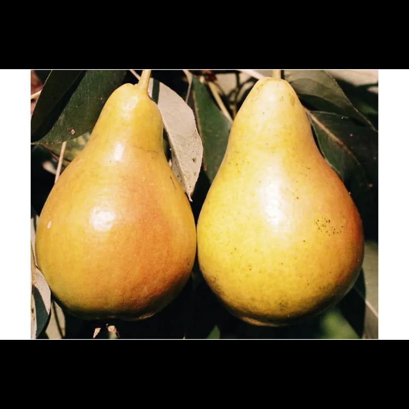 Груша «Июньская ранняя» C4 высота 120-150 см 1