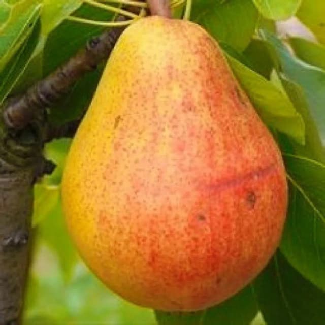 Груша «Любимица Клаппа» C4 высота 120-150 см