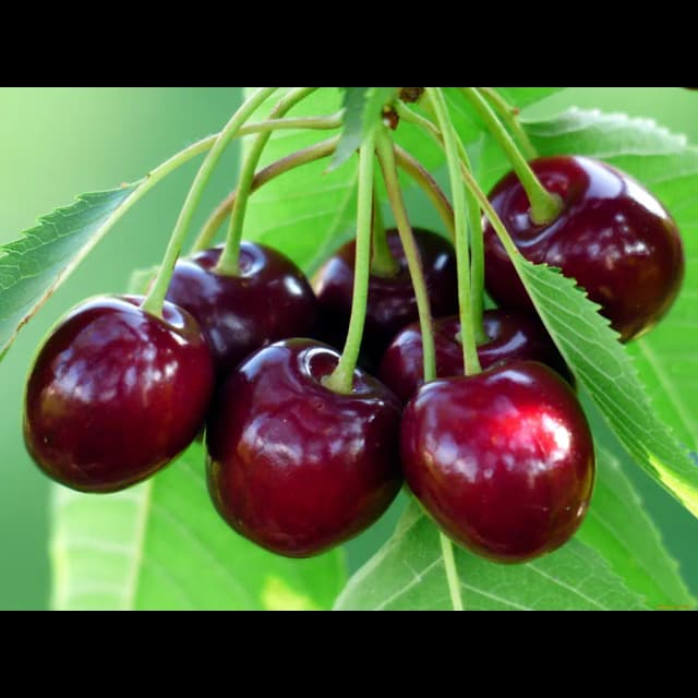 Черешня «Талисман» C7 высота 150-180 см