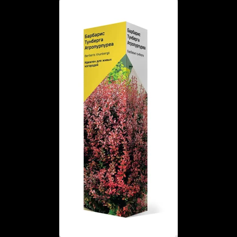 Барбарис Тунберга Атропурпуреа h37 см 1