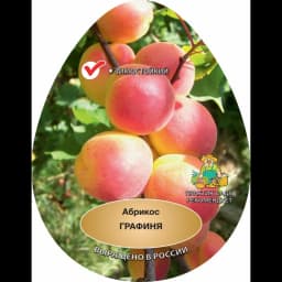 Абрикос Графиня ø20 h220 см 1