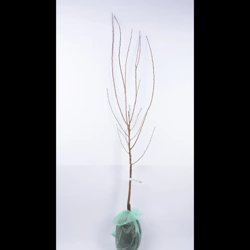 Абрикос Графиня ø20 h220 см 2