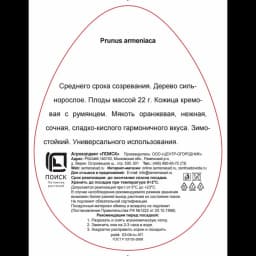 Абрикос Графиня ø20 h220 см 3