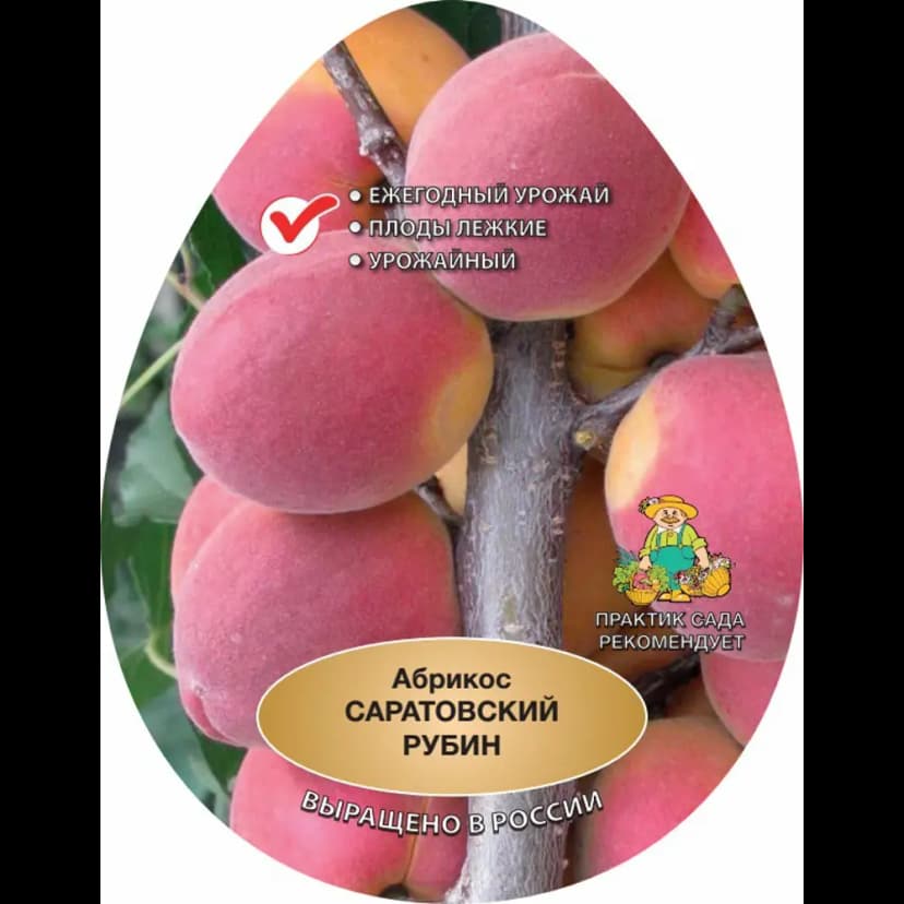 Абрикос Саратовский рубин ø20 h220 см 1