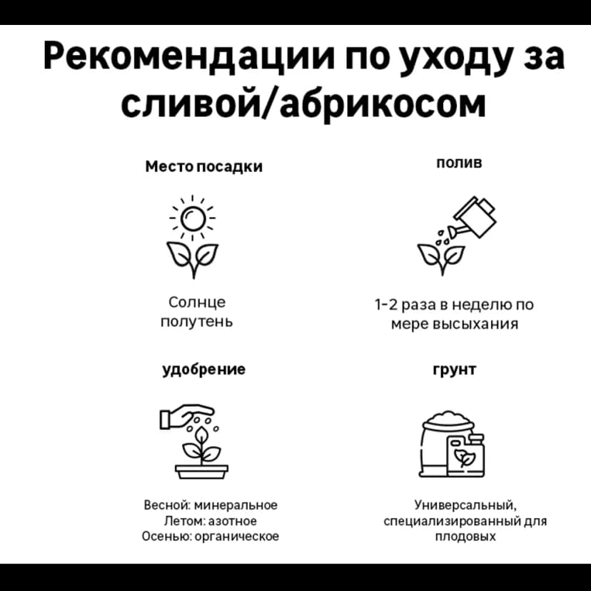 Абрикос Саратовский рубин ø20 h220 см 4