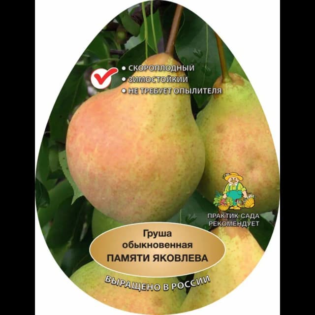 Груша Памяти Яковлева h220 см