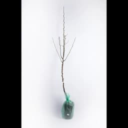 Груша Памяти Яковлева h220 см 3