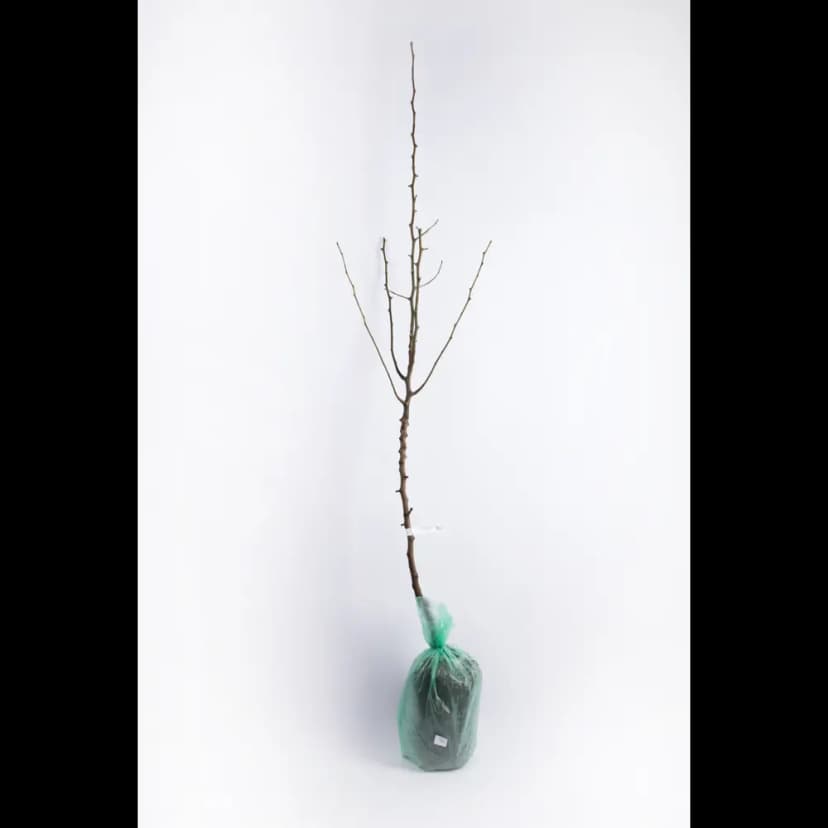 Груша Памяти Яковлева h220 см 3