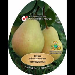 Груша Чижовская h220 см 1