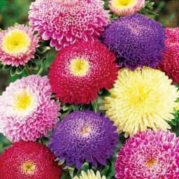 Астра Принцесс смесь окрасок 0.1 г 1