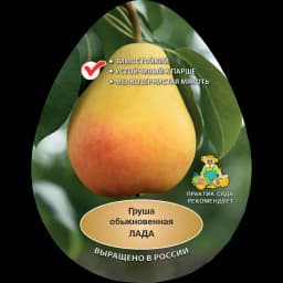 Груша обыкновенная Лада h200 см Поиск Инвест 1