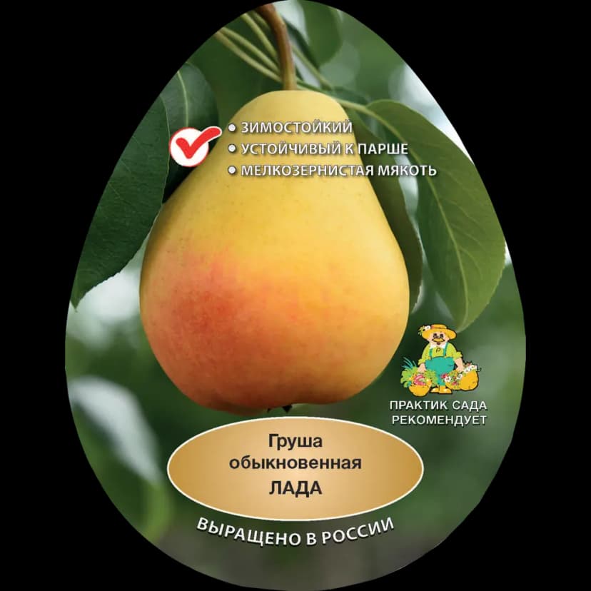 Груша обыкновенная Лада h200 см Поиск Инвест 1