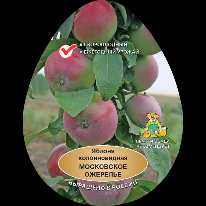 Яблоня колонновидная Московское ожерелье h200 см в сетке Поиск Инвест 1