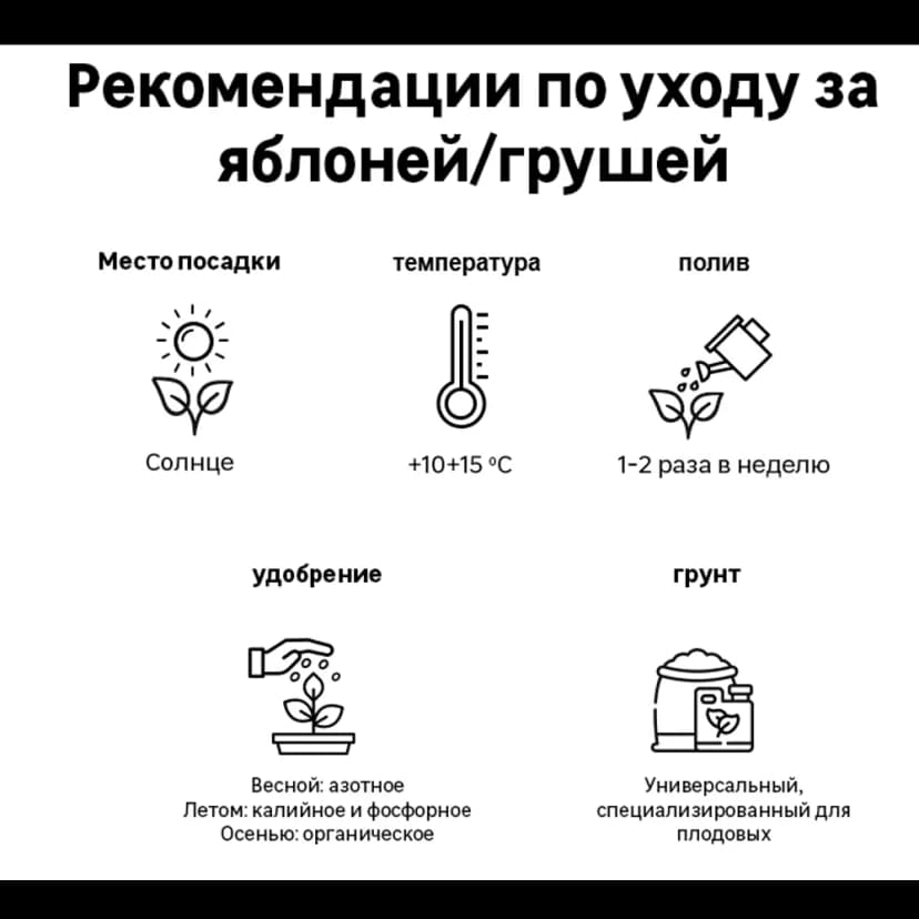 Яблоня колонновидная Московское ожерелье h200 см в сетке Поиск Инвест 4