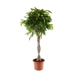 Фикус Экзотика ø27 h140 см Росток 1