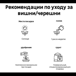 Черешня Ипуть пакет h90 см 3