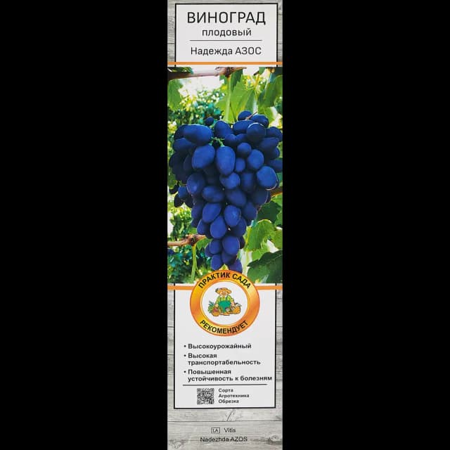 Виноград плодовый Надежда АЗОС h60 см