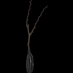 Виноград плодовый Надежда АЗОС h60 см 2