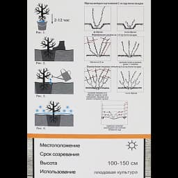 Виноград плодовый Надежда АЗОС h60 см 6