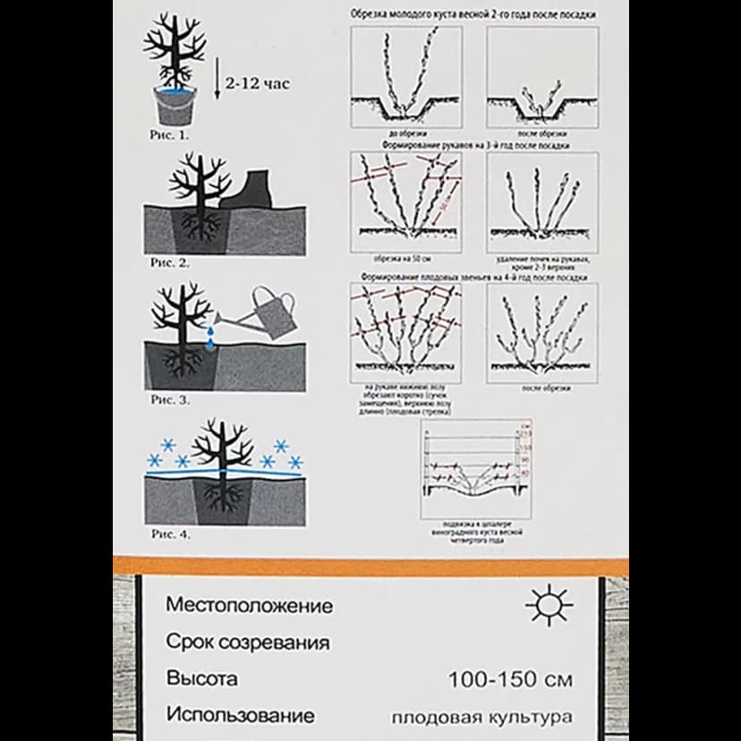 Виноград плодовый Надежда АЗОС h60 см 6