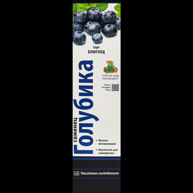 Голубика высокорослая Блюголд h40 см