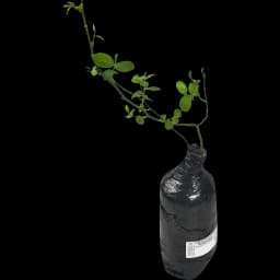 Голубика высокорослая Блюголд h40 см 2