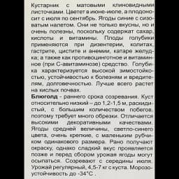 Голубика высокорослая Блюголд h40 см 4