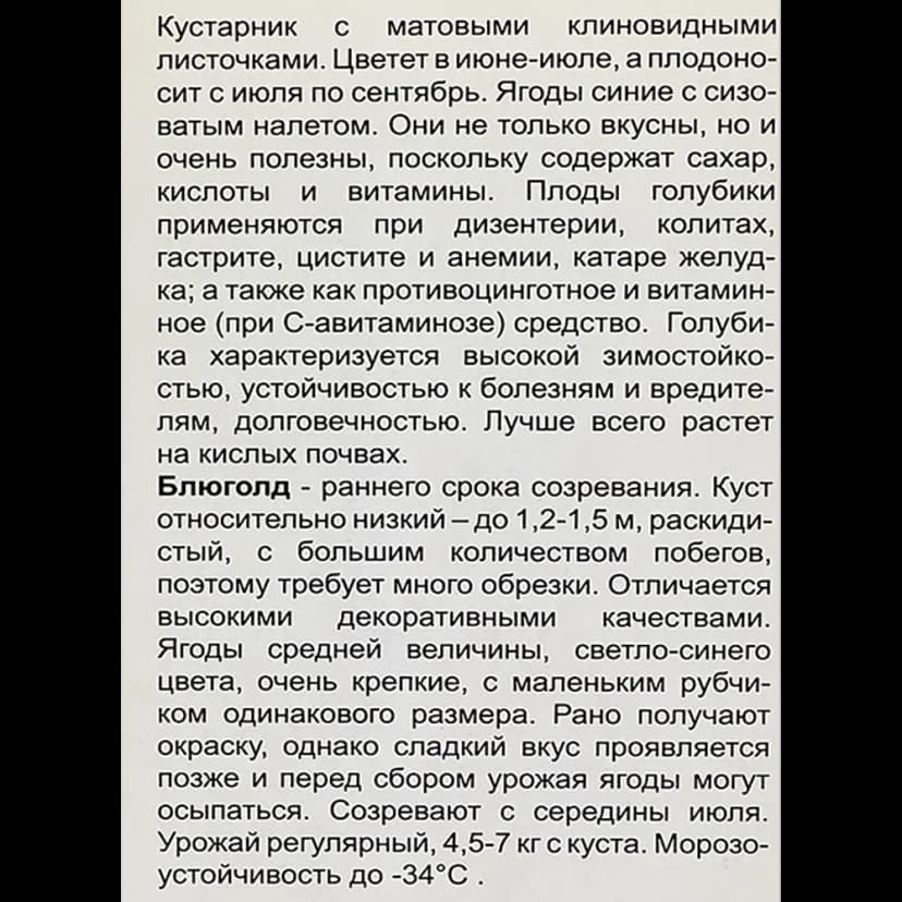 Голубика высокорослая Блюголд h40 см 4