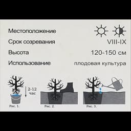 Голубика высокорослая Блюголд h40 см 5