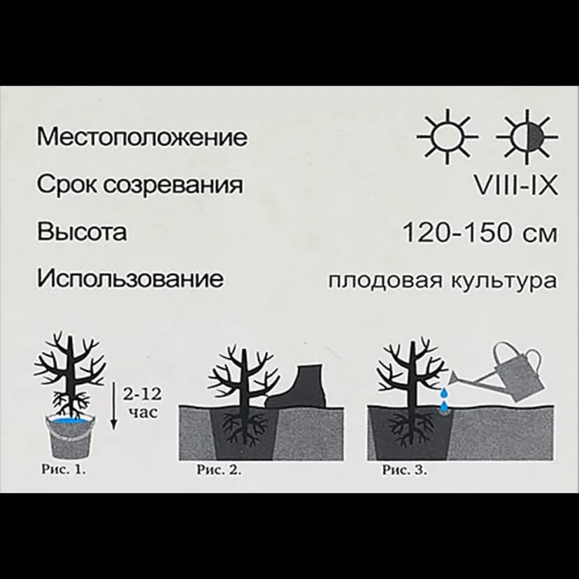 Голубика высокорослая Блюголд h40 см 5