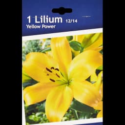 Лилия ла-гибрид Йеллоу Пауэр 1