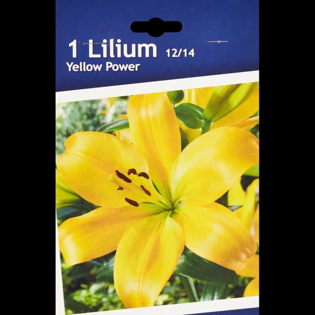 Лилия ла-гибрид Йеллоу Пауэр
