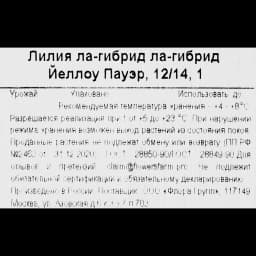 Лилия ла-гибрид Йеллоу Пауэр 3