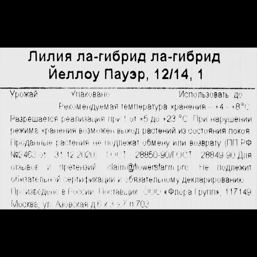 Лилия ла-гибрид Йеллоу Пауэр 3