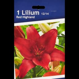Лилия азиатская Ред Хайленд 1