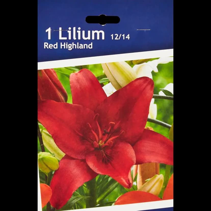 Лилия азиатская Ред Хайленд 1