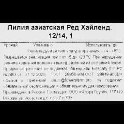 Лилия азиатская Ред Хайленд 3