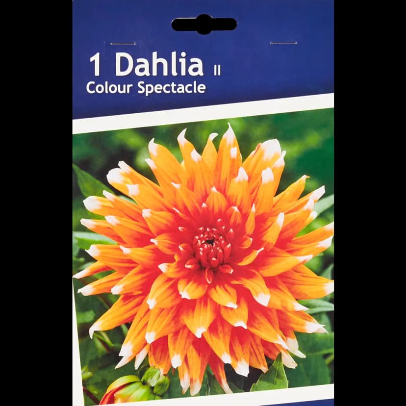 Георгина кактусовая Колор Спектакль h30 см 1