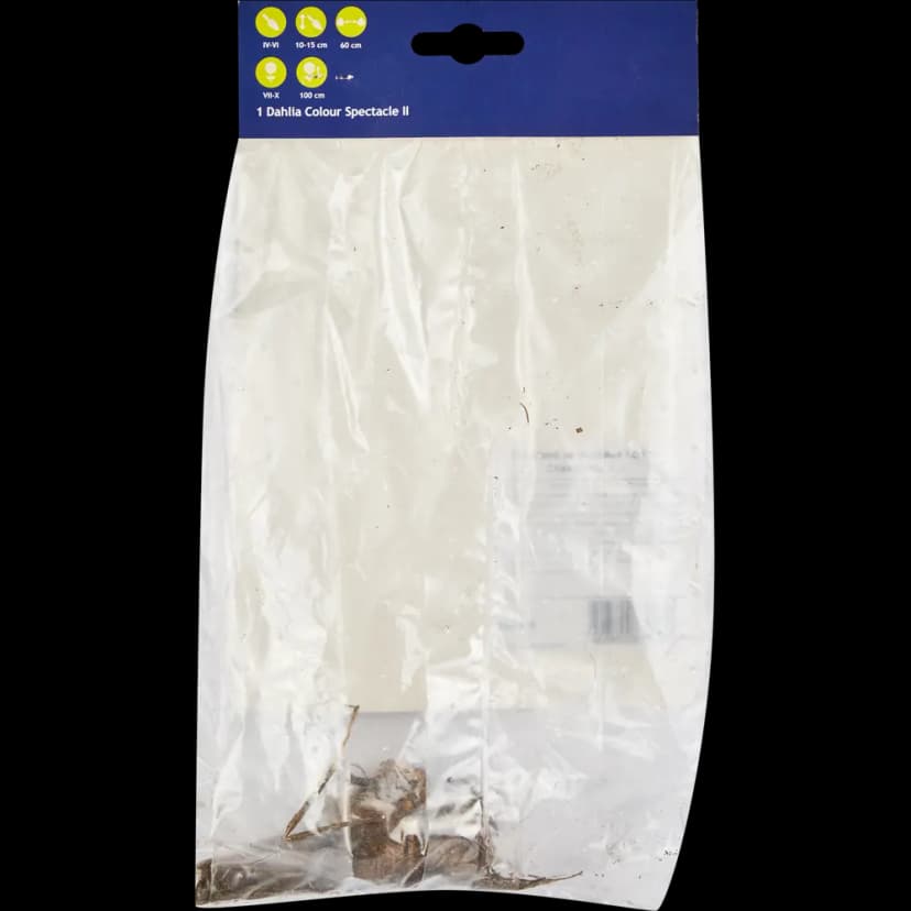 Георгина кактусовая Колор Спектакль h30 см 2